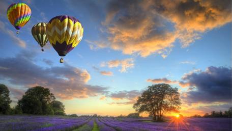 Lavender Fields with Colorful Hot Air Balloons Flying Above wallpaper