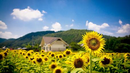 Sunshine Over Sunflower Fields wallpaper