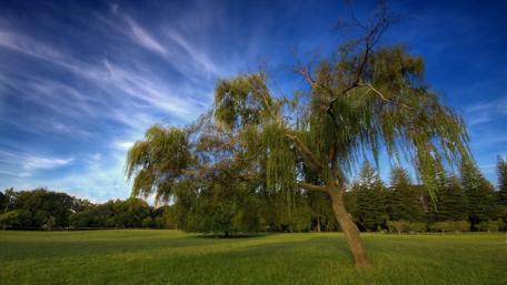 Serene Willow Tree Beneath a Blue Sky wallpaper