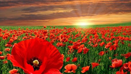 Poppy field in the sunset wallpaper