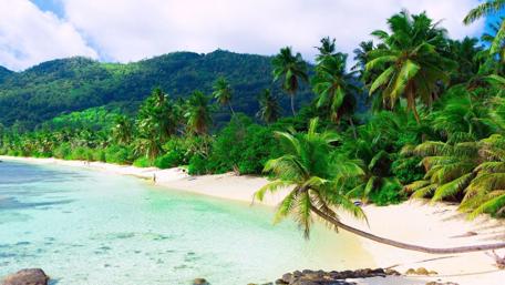Tropical Paradise with Lush Palms and White Sand Beach wallpaper