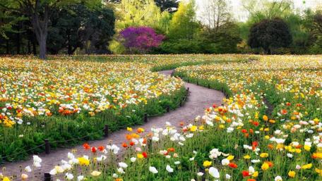 Vibrant Poppy Field in Blooming Garden Scene wallpaper