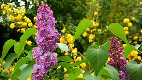 Lilac Blossoms in a Vibrant Garden Scene wallpaper