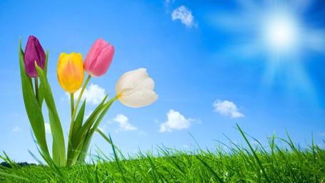 Vibrant Tulips Under a Clear Blue Sky wallpaper