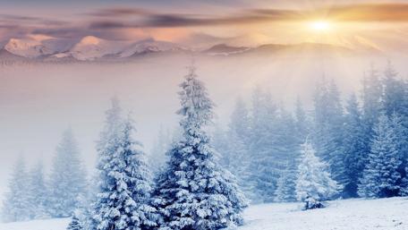 Winter Sunrise Over Snowy Pines wallpaper