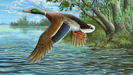 Fly Over Tranquil Waters wallpaper
