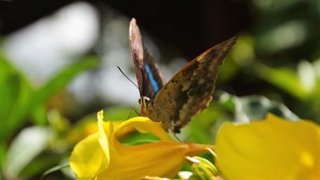 Butterfly Grace on Yellow Blossom wallpaper