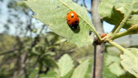 Vibrant Ladybug on Green Leaf Wallpaper wallpaper