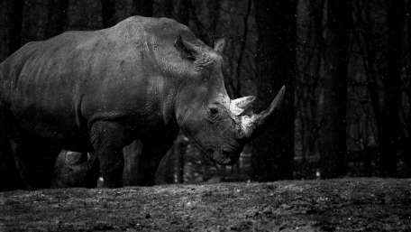 Majestic Rhinoceros in Monochrome Wildness wallpaper