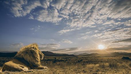 Majestic Lion at Sunrise wallpaper