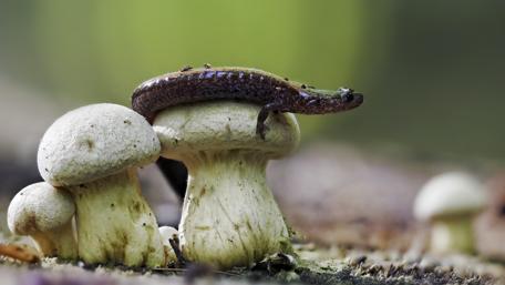 A Close Encounter with Nature's Tiny Creatures wallpaper