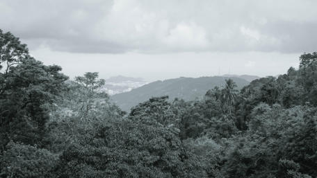 Serene Monochrome Nature View wallpaper