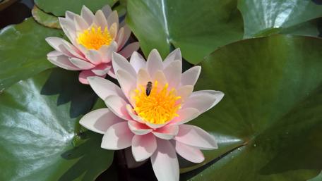 Serene Water Lilies in Full Bloom wallpaper