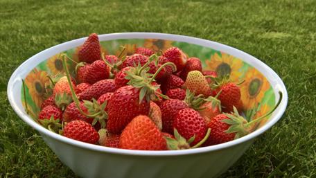 Freshly Picked Strawberries in a Bowl wallpaper