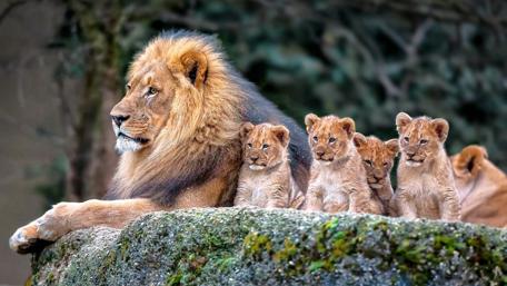 Lion and Cubs Relaxing Together wallpaper