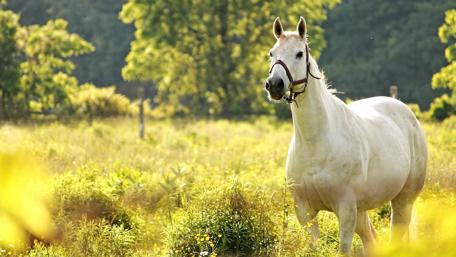 Graceful White Horse in Lush Field wallpaper