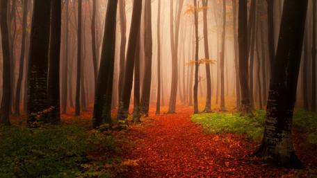 Twilight Serenity in a Misty Forest wallpaper