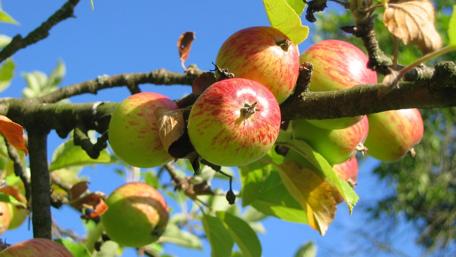 Fresh Apples on a Tree Branch Under Clear Blue Sky wallpaper