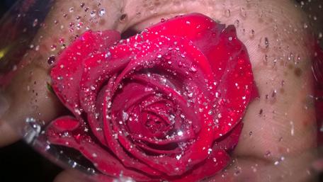 Elegant Red Rose with Sparkling Drops wallpaper