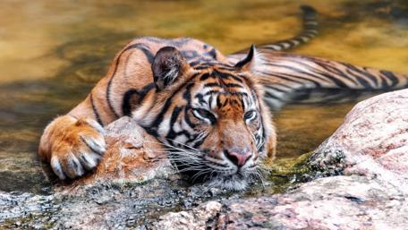 Majestic Tiger Relaxing in Water wallpaper