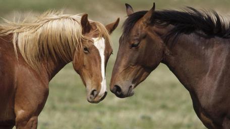 Majestic Equine Connection wallpaper