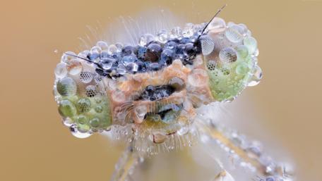 Mesmerizing Macro of a Dewy Dragonfly Headshots wallpaper