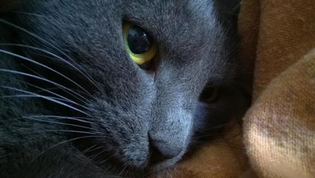 Mysterious Grey Cat Staring wallpaper