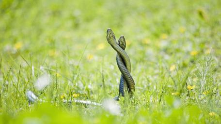 Dancing Snakes in a Meadow wallpaper