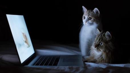 Curious Cats Discovering Digital Worlds wallpaper