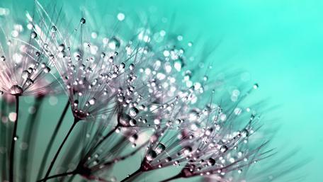Dew-Kissed Dandelion Dreams wallpaper