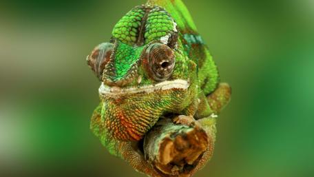 Colorful Chameleon Up Close in Nature wallpaper