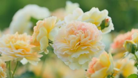 Blooming Elegance in Soft Pastels wallpaper
