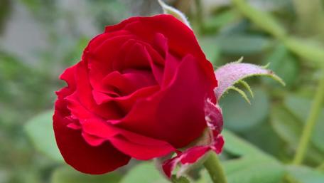 Elegant Red Rose Blossom for Your Wallpaper Collection wallpaper