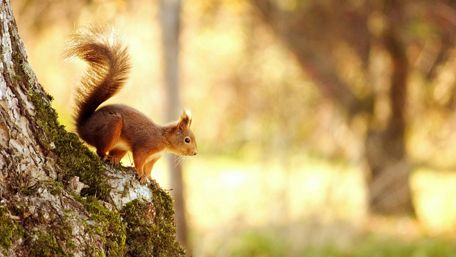 Charming Squirrel in Nature's Embrace wallpaper