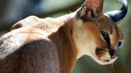 Majestic Caracal in Nature Light wallpaper