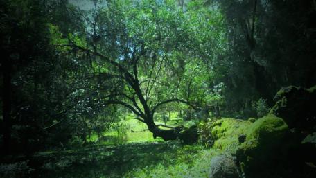 Serene Forest Clearing Under Lush Canopy wallpaper