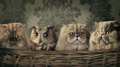 Adorable Quartet in a Basket wallpaper