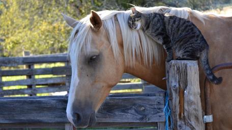 Unlikely Friends Share a Quiet Moment wallpaper