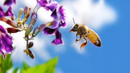 Bee in Flight Over a Flowering Blooming Garden wallpaper