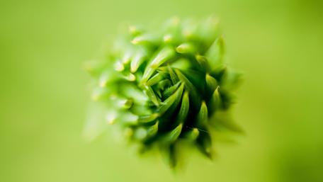 Nature's Intricate Beauty Up Close wallpaper