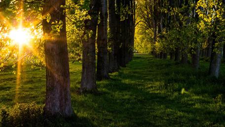 Golden Sunlit Forest Pathway in Springtime wallpaper