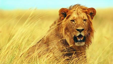 Majestic Lion in Golden Grasslands wallpaper