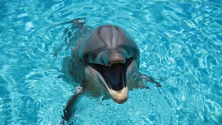 Joyful Dolphin Swimming in Clear Blue Water wallpaper