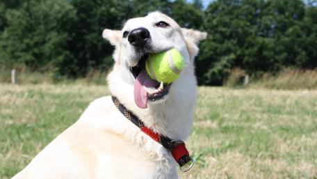Playful Pup with Ball in Mouth wallpaper