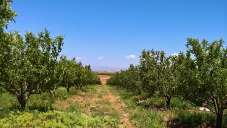 Lush Orchard Under Clear Blue Sky wallpaper