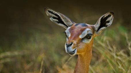 Graceful Glimpse of the Wild Gazelle's World wallpaper