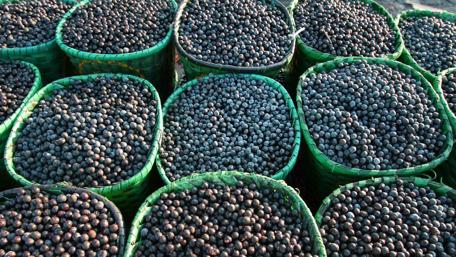 Bountiful Harvest of Açaí Berries wallpaper