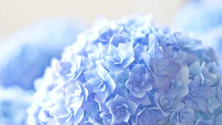 Blue Serenity in Bloom wallpaper