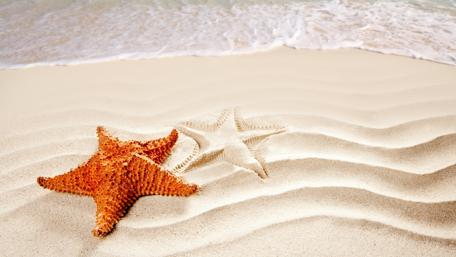 Starfish Serenity on Sandy Shores wallpaper