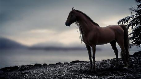 Majestic Horse at Dusk Landscape wallpaper